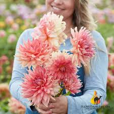 Image result for Dahlia x pinnata `Decorative Giants`