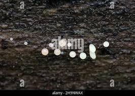 Attēlu rezultāti vaicājumam “Comatricha sp.”