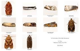 Attēlu rezultāti vaicājumam “Tortricidae”