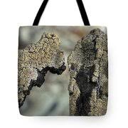 Attēlu rezultāti vaicājumam “Hypocenomyce scalaris”