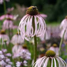 Image result for Echinacea pallida
