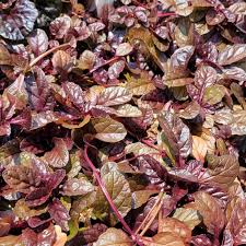 Image result for Ajuga reptans