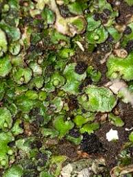 Attēlu rezultāti vaicājumam “Reboulia hemisphaerica”