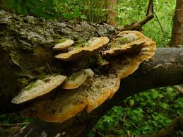 Attēlu rezultāti vaicājumam “Coriolopsis trogii”