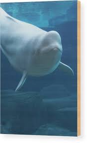 Image result for Delphinapterus leucas