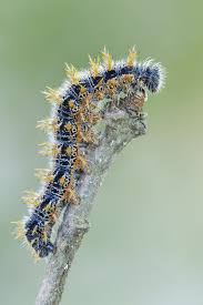 Attēlu rezultāti vaicājumam “Nymphalis polychloros”