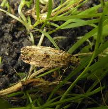 Attēlu rezultāti vaicājumam “Morophaga choragella”