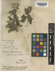 Attēlu rezultāti vaicājumam “Silybum marianum fruit”