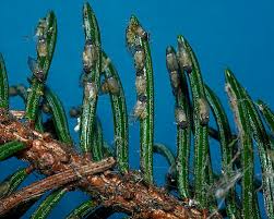 Attēlu rezultāti vaicājumam “Sacchiphantes abietis”