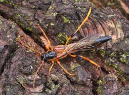 Attēlu rezultāti vaicājumam “Necydalis major”