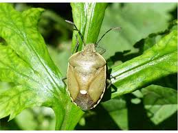 Attēlu rezultāti vaicājumam “Chlorochroa pinicola”