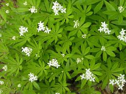 Image result for Galium odoratum