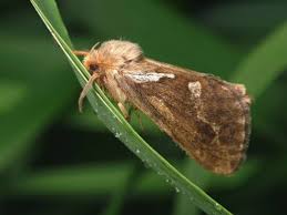 Attēlu rezultāti vaicājumam “Hepialus lupulinus”