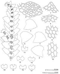 Attēlu rezultāti vaicājumam “Calypogeia”