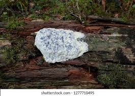 Attēlu rezultāti vaicājumam “Fuligo septica var. septica”