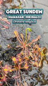 Attēlu rezultāti vaicājumam “Drosera anglica leaf”