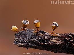 Attēlu rezultāti vaicājumam “Craterium minutum”