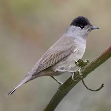 Attēlu rezultāti vaicājumam “Sylvia atricapilla”