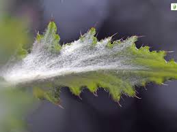 Attēlu rezultāti vaicājumam “Carduus crispus leaf”