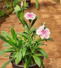 Image result for Dianthus