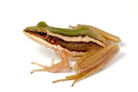 Attēlu rezultāti vaicājumam “Ranidae”