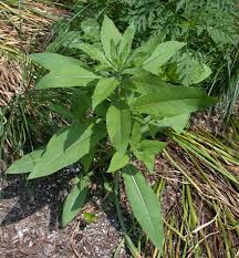 Attēlu rezultāti vaicājumam “Oenothera biennis bud”
