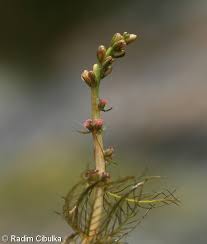 Attēlu rezultāti vaicājumam “Myriophyllum alterniflorum”