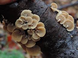 Attēlu rezultāti vaicājumam “Panellus stipticus”