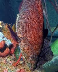 Image result for Cephalopholis cruentata