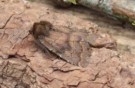 Attēlu rezultāti vaicājumam “Rusina ferruginea female”