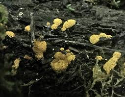 Attēlu rezultāti vaicājumam “Oligonema flavidum”