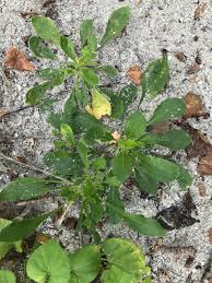 Attēlu rezultāti vaicājumam “Silene otites fruit”