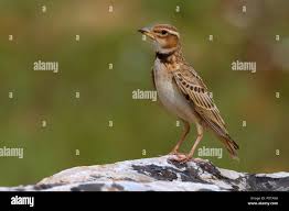 Image result for Melanocorypha bimaculata