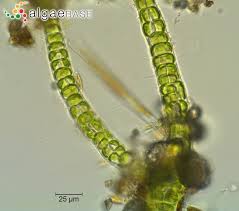 Attēlu rezultāti vaicājumam “Enteromorpha sp.”