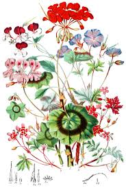 Attēlu rezultāti vaicājumam “Geraniaceae”