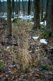 Attēlu rezultāti vaicājumam “Cinna latifolia fruit”