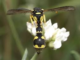 Attēlu rezultāti vaicājumam “Eumenes sp.”