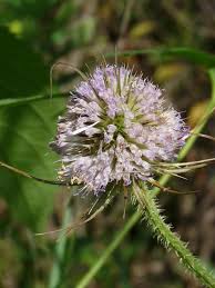 Image result for Dipsacus pilosus