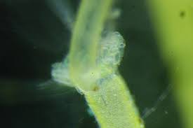 Attēlu rezultāti vaicājumam “Nitella flexilis”