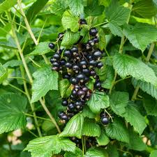Attēlu rezultāti vaicājumam “Ribes nigrum fruit”
