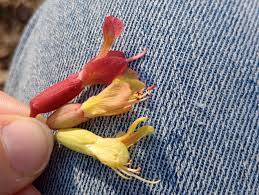 Attēlu rezultāti vaicājumam “Aesculus x hybrida bud”