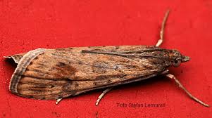 Attēlu rezultāti vaicājumam “Nomophila noctuella”