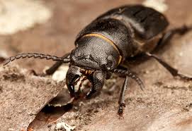 Attēlu rezultāti vaicājumam “Spondylis buprestoides”