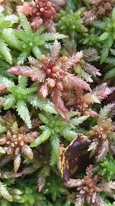 Attēlu rezultāti vaicājumam “Sphagnum magellanicum”