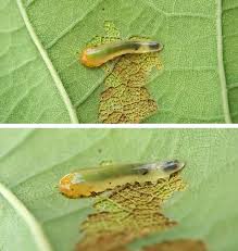 Attēlu rezultāti vaicājumam “Euura brevicornis”