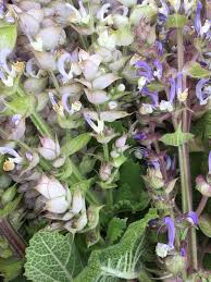 Image result for Salvia sclarea