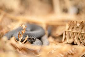 Attēlu rezultāti vaicājumam “Vipera berus adult”