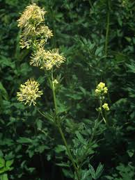 Attēlu rezultāti vaicājumam “Thalictrum flavum bud”