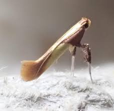 Attēlu rezultāti vaicājumam “Caloptilia alchimiella”