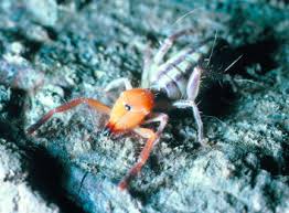 Attēlu rezultāti vaicājumam “Trichia ambigua macro”